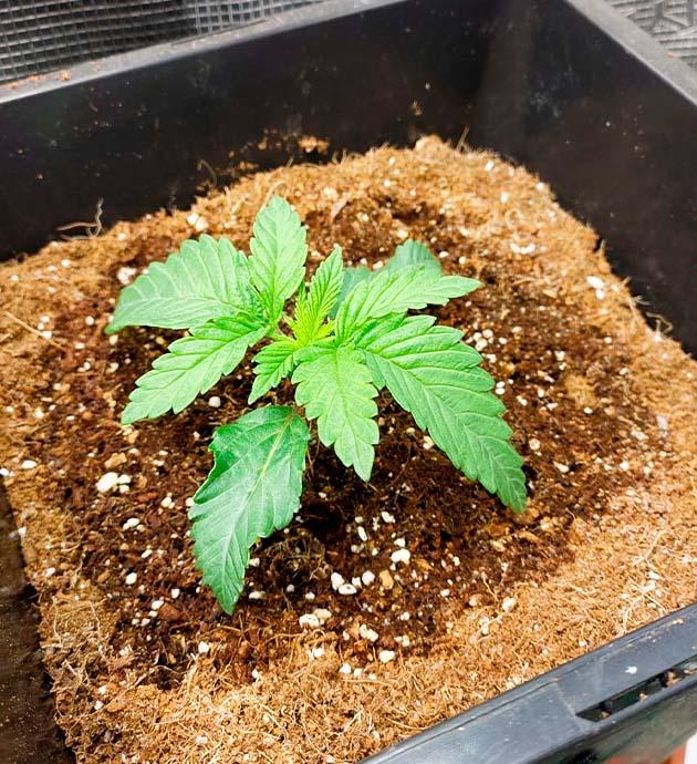 Росток Booberry Cookies RBX от Ethos Genetics на 1 неделе