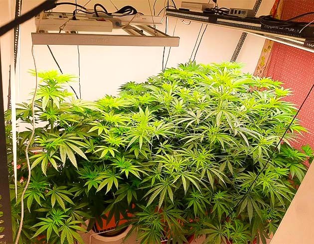 Кусты Persian Pie от Green House Seeds на 7 неделе