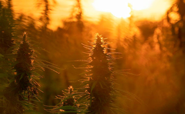 Особенности цветения каннабиса в индоре