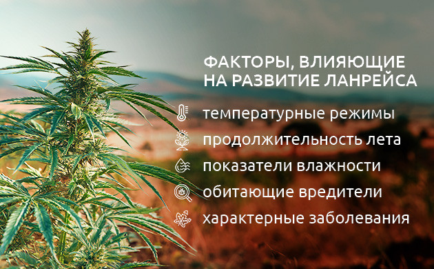 Ландрейсы – основа канна-селекции