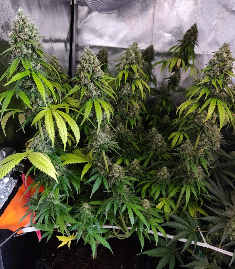 LSD ростом 61 см