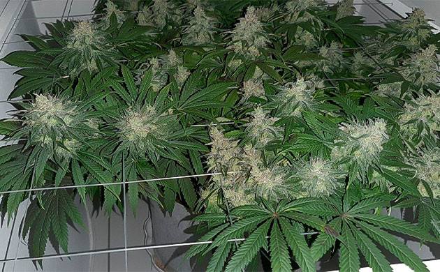 Glue Sherbet: Баланс удобрений