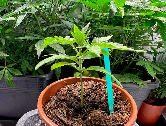 Растишка Marshmallow OG от Compound Genetics ростом 14 см