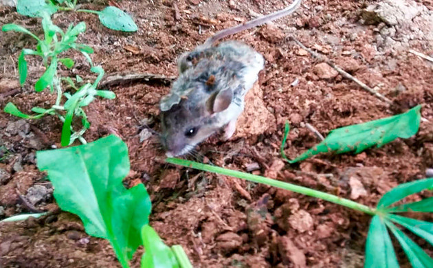 Убегающая от кустов конопли мышь