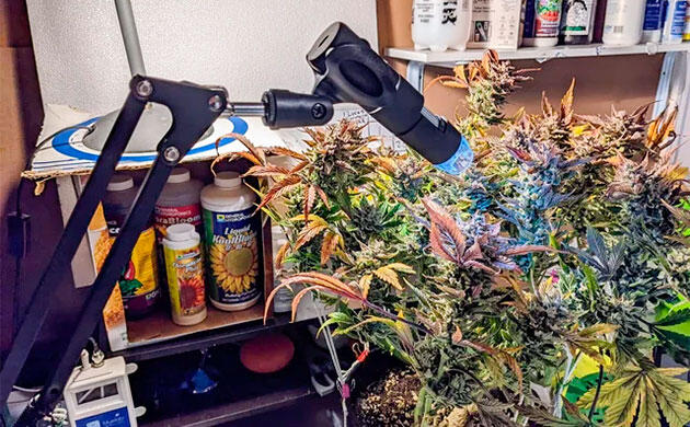 Точный контроль зрелости перед сбором урожая Анализ трихом через цифровую лупу