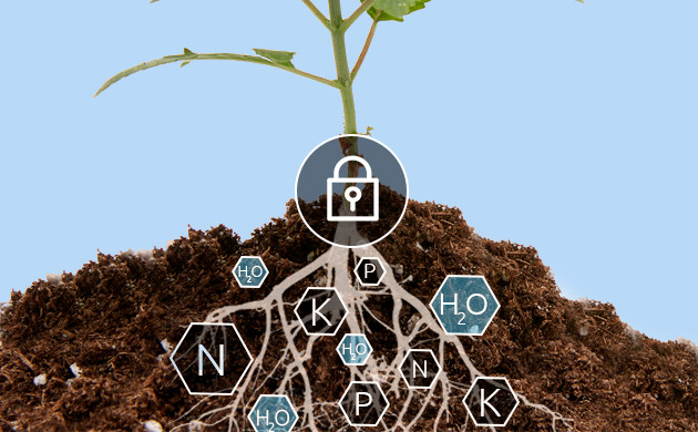 Питание растения через корень
