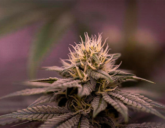 Динамика роста и изменение окраски каннабиса Каннабис с увеличенной высотой и началом потемнения листвы