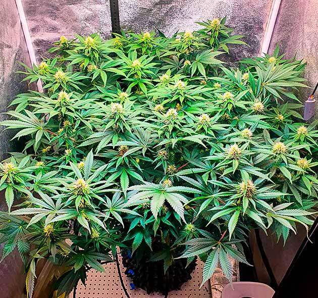 Куст RS11 от 7CH American на 9 неделе развития