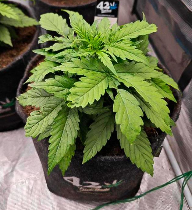 Растишка Z-Up Auto от FastBuds ростом 15 см