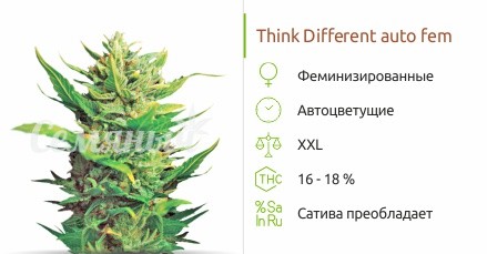 Think Different auto fem