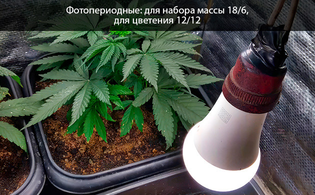 Оптимальный график освещения для выращивания конопли