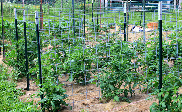 Выращивание томатов в открытом грунте