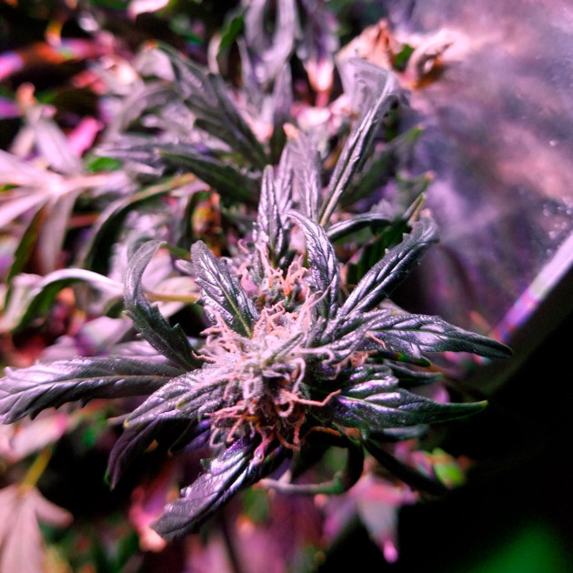 Соцветие Big Bang перед харвестом