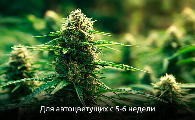 Фаза цветения автоцветов и начало питания