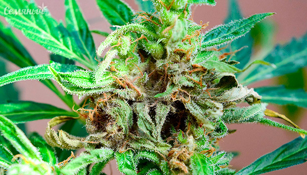 Как обнаружить и предотвратить гниение соцветий