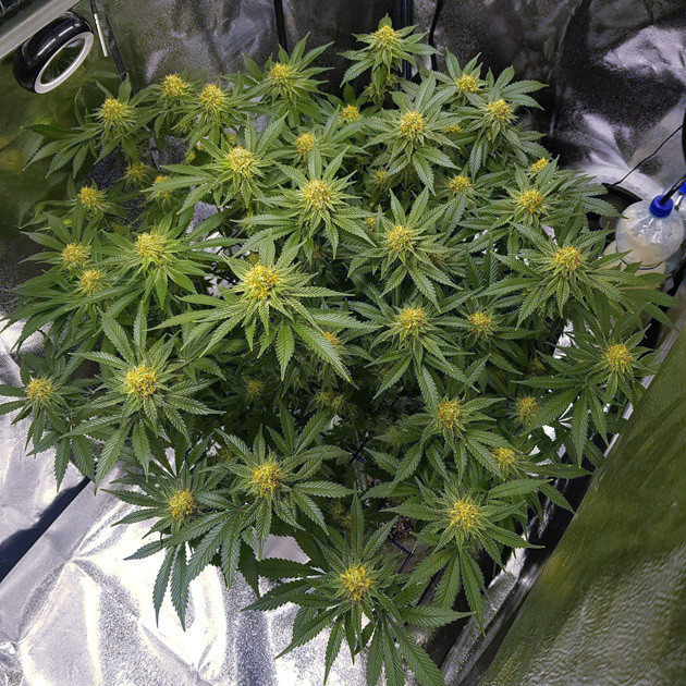 Соцветия на 10 неделе