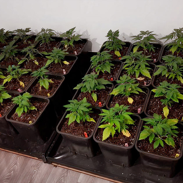 Горшки каннабиса в гроуруме