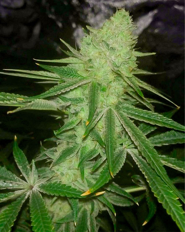 Куст Wedding Gelato на цветении