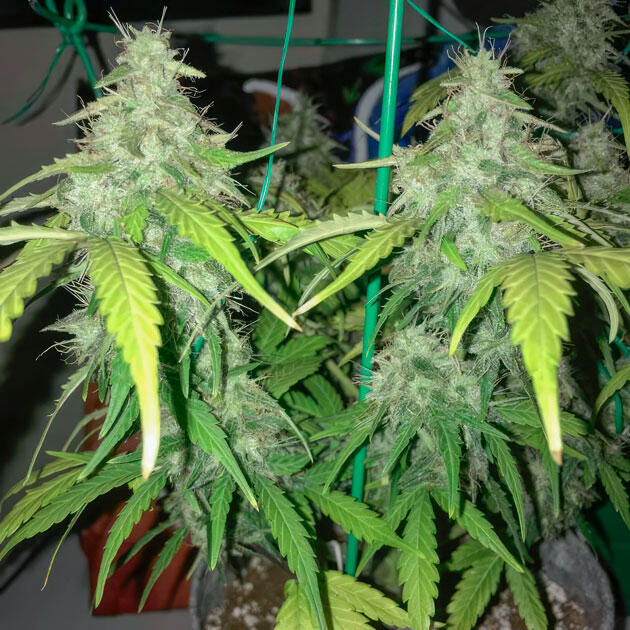 Gorilla 4 Autoflower от Easy Grow Seeds