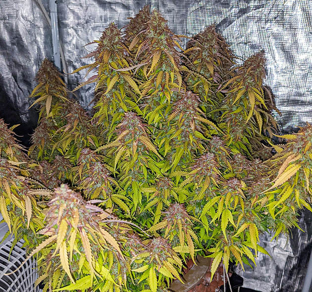Фиолетово-салатовый куст каннабича
