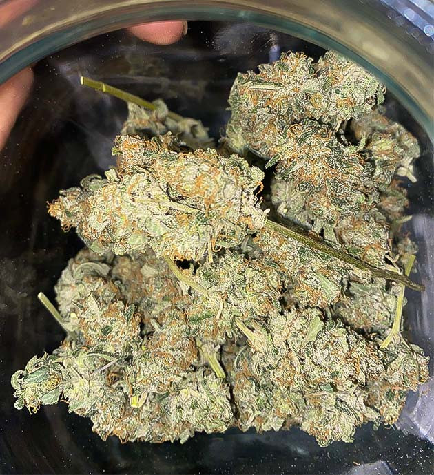 Сбор урожая Banana Purple Punch Auto