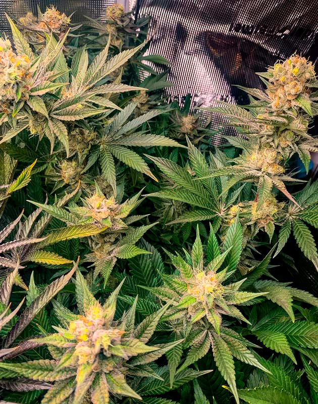 Янтарные трихомы конопли