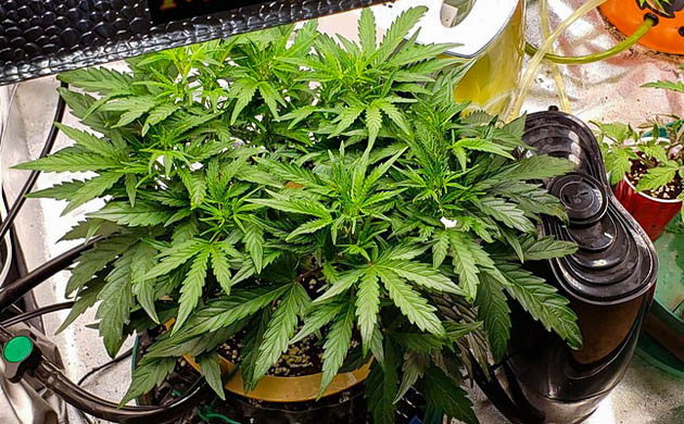 Растение конопли высотой 50 см