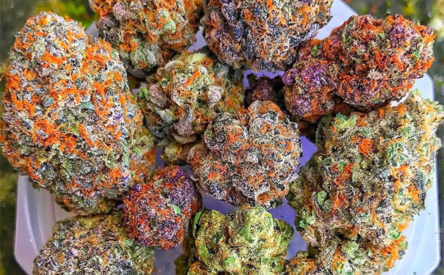 Соцветия конопли