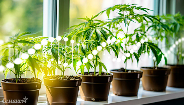 Разведение конопли в условиях дома: сохранение генетики