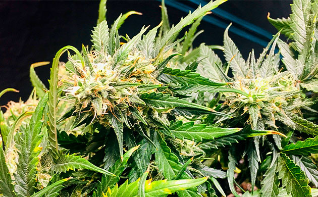 Соцветие Smoothie Auto