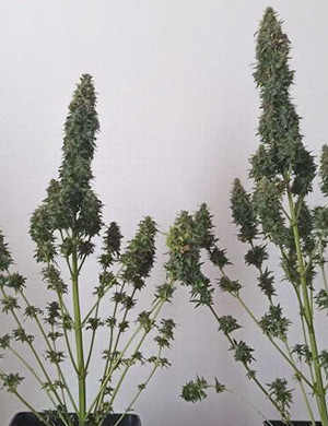 Кусты после тримминга