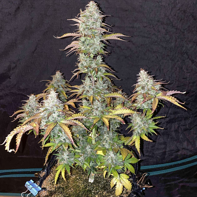 Созревший куст Six Shoote