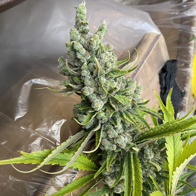 Шишка на 16 неделе