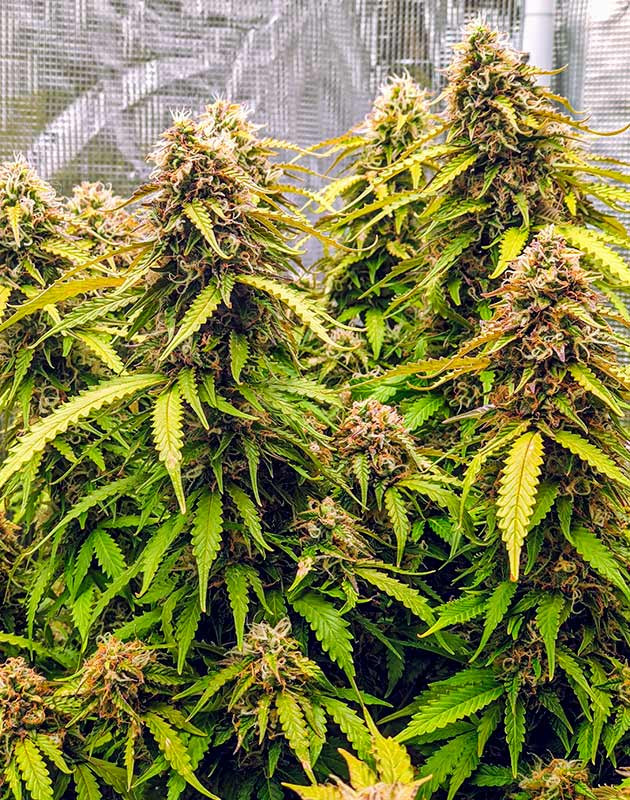 Подготовка к харвесту конопли Gorilla Glue Auto