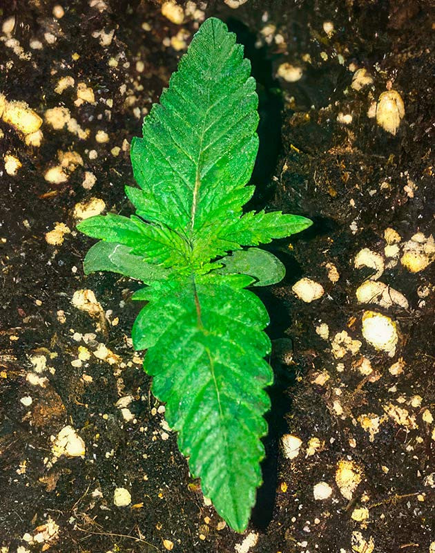 Росток сорта конопли Scout Cookies Auto