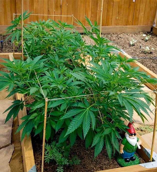Куст конопли ростом 50 см