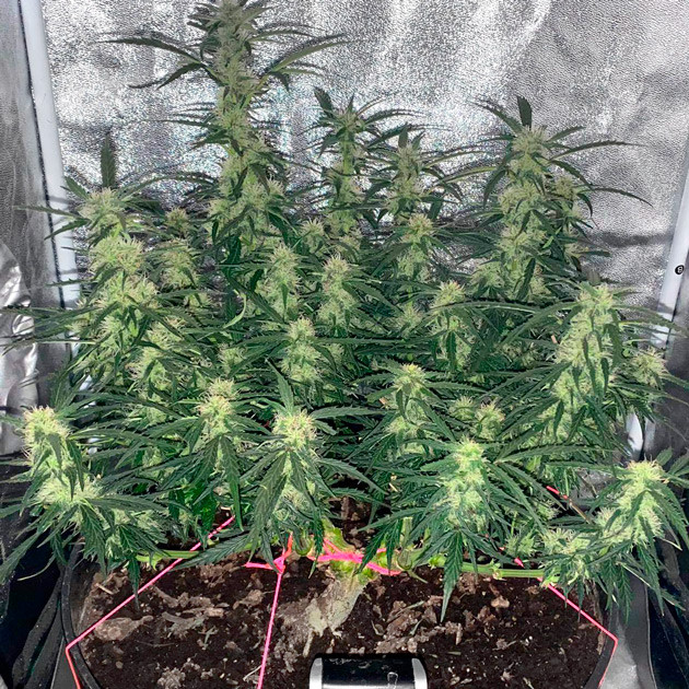 Куст Super Skunk Auto ростом 50 см