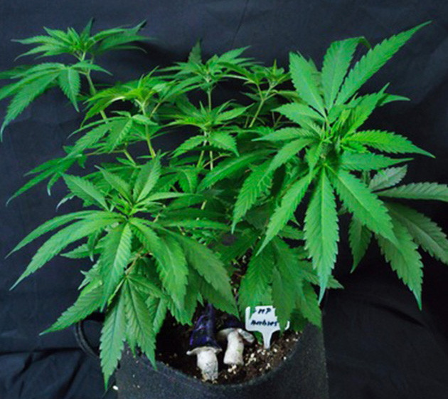 Куст высотой 35 см