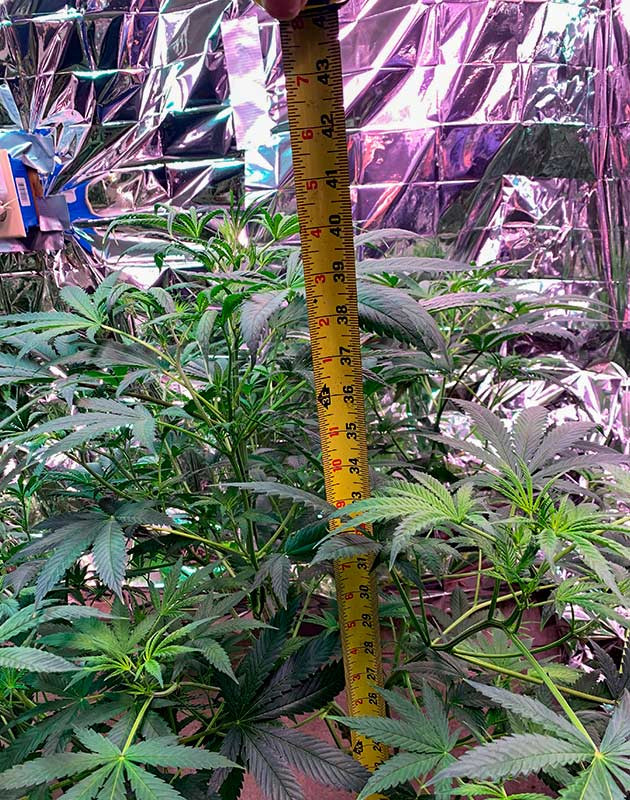 Формирование бутонов на 9 неделе