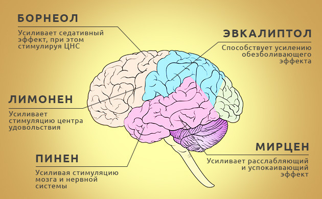 5 главных терпенов конопли и их свойства