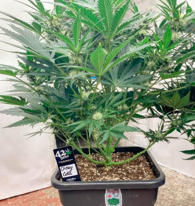 Куст Cherry Cola Auto от FastBuds на 6 неделе