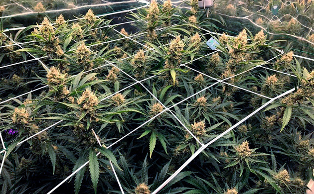 Пожелтевшие шишки на кусте