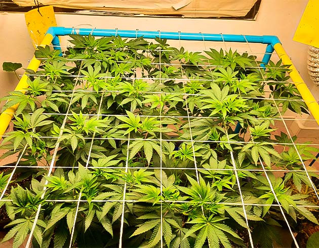 Метод screen of green