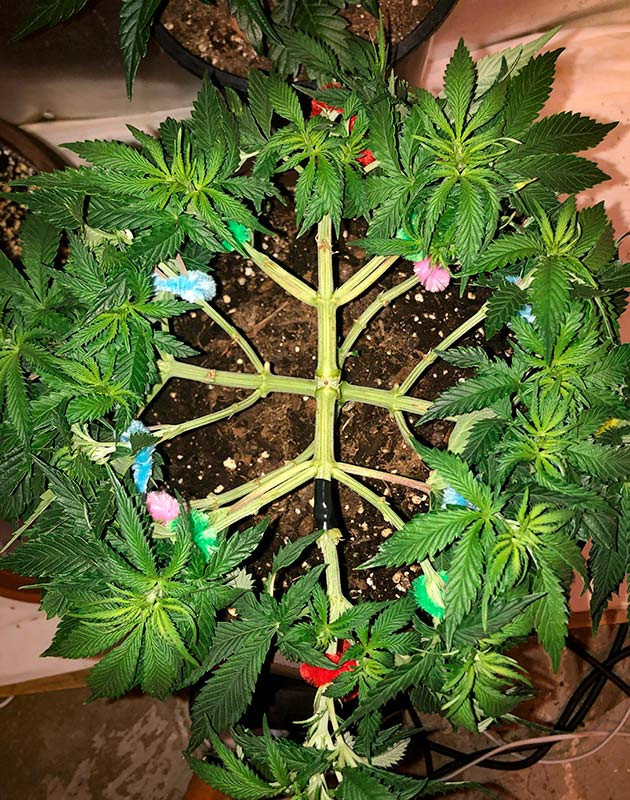 Исправление ошибки: надломленная ветвь и ее восстановление