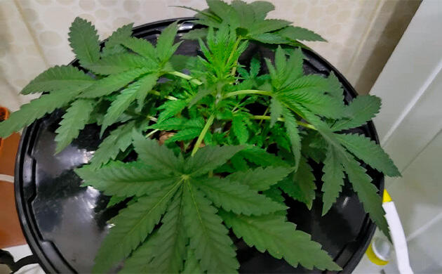 Марихуана на 3 неделе роста