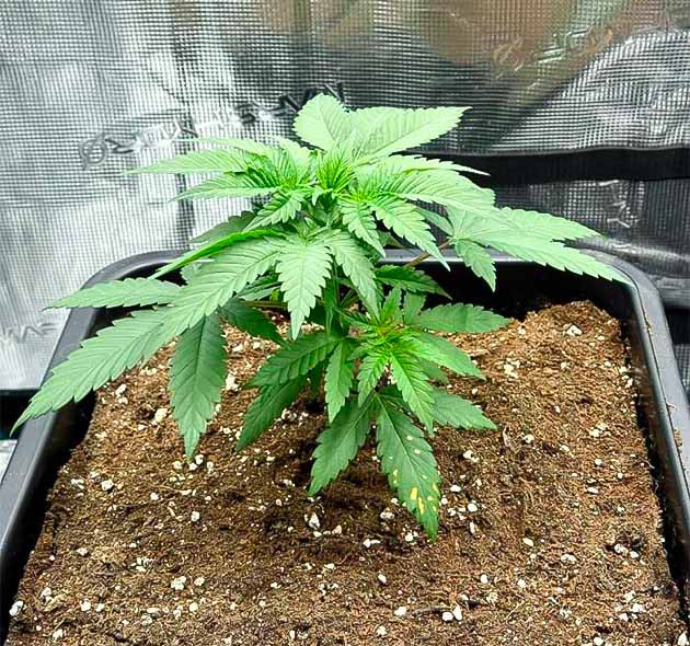 Растишка Biscotti Mintz на стадии вегетации