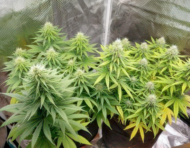 Конопля на 9 - 10 неделе роста