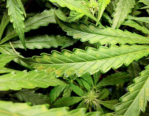 Гроурепорт сорта Johnny Cage Auto