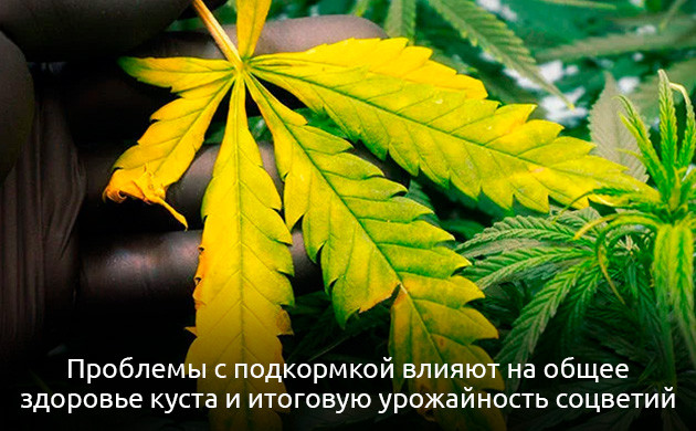 Проблемы с подкормкой влияют на общее здоровье куста