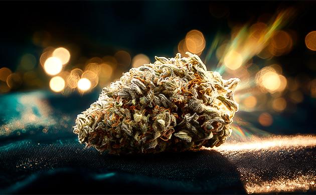 Что за сорт Candy Kush?